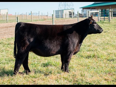 Winner Circle Schaeffer Lot 56