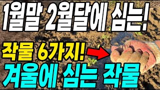 1월말 2월달에 심는 작물 6가지! 겨울에 심는 최고의 작물! 이때부터 심으면 대박!