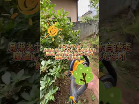 冬に剪定する植物: 冬に剪定すると恩恵を受ける植物に焦点を当てる  庭園