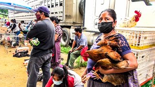 VENDIENDO MIS GALLINITAS