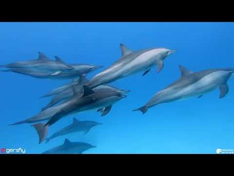 Abisel Dolphins 🐬