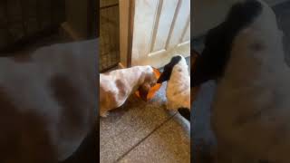Video preview image #1 Basset Hound Puppy For Sale in Deepwater, NJ, USA