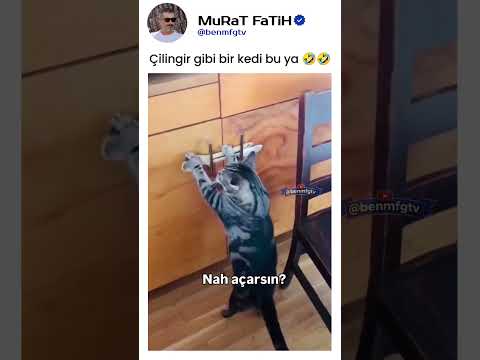 Mama Dolabını Soymaya Çalışan Kedi Yakalandı! 🐾