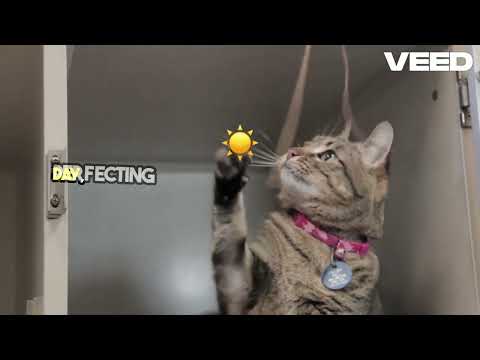 The secret life of cats