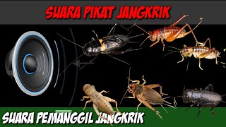 Download lagu Suara pemikat jangkrik ||suara pemanggil jangkrik mp3