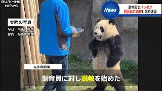 飼育員に説教をするパンダにツボる