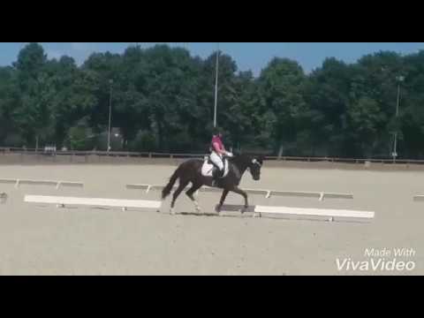 Verkaufspony Jakira / SOLD