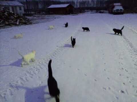 If I betray him I betray my country X Cigarettes out the window