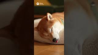 飼い主が帰ってきたのにおきない