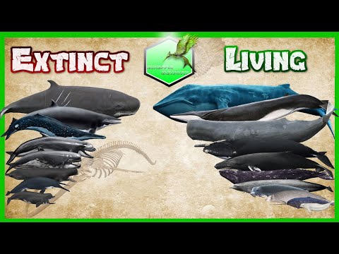 Whales Size Comparison