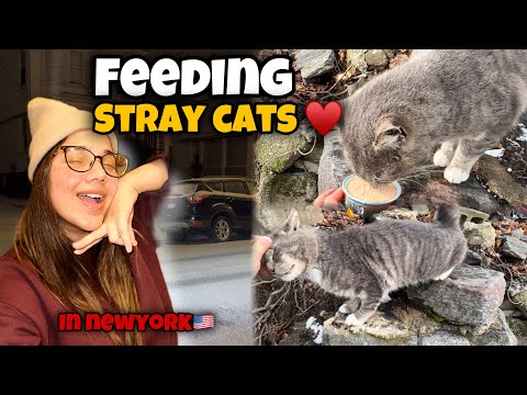 I feed stray cats daily in Yonkers , NEWYORK 🇺🇸 | My favourite pet🐈| LOVE CATS | Mahrukh’s Vlogs |
