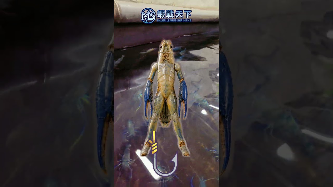 今天這間蝦場Ep.8【MLS蝦戰天下】#17shrimp #台湾のエビ釣り #shrimpfishing #새우낚시