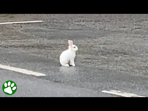 Guy Finds Abandoned Bunny In The Middle Of The Street