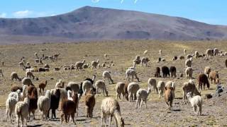 MARLENY HUAYAPA - TE SIGO AMANDO