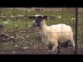 Goat Scream - Origine Meme (HD)