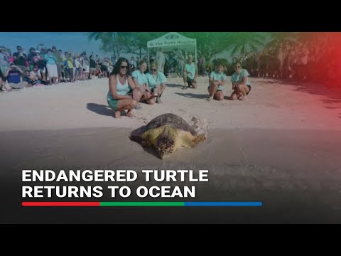 200-pound sea turtle released back into the Atlantic Ocean | ABS-CBN News