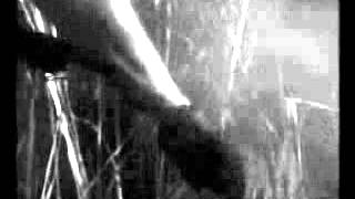 Sarcofago - Rhabdovirus   Pit bull curse - Resident evil.