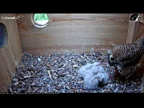 Female Kestrel Feeds Vole To Pile Of Nestlings – May 28, 2019