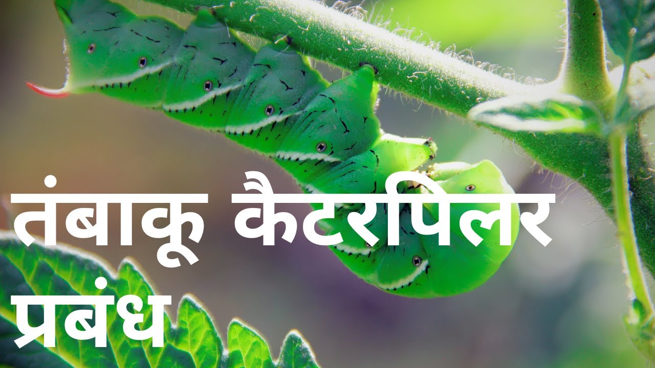 शिमला मिर्च की फसल में तम्बाकू कैटरपिलर प्रबंधन| Tobacco Caterpillar in Capsicum- Management