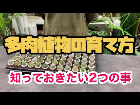 水やりサボテン多肉植物いくつかのアレンジメント木材DIY多肉植物