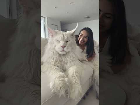 Giant Maine Coon Cat
