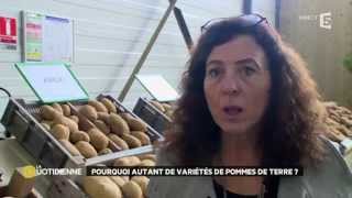 Pourquoi autant de variétés de pommes de terre 