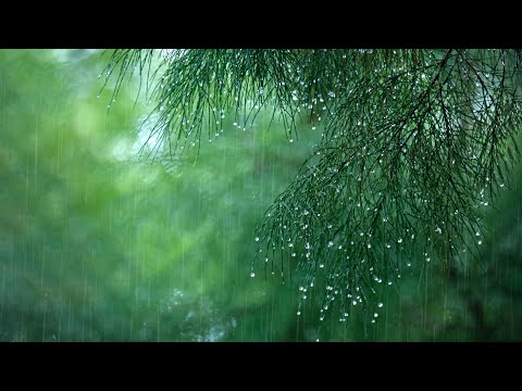 Pioggia Senza Tuoni per Dormire, 10 ore di pioggia bellissima e rilassante per dormire - ASMR