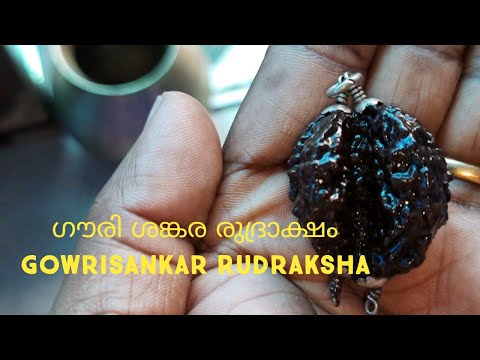 GAURI SHANKAR RUDRAKSHA |  ഗൗരി ശങ്കര രുദ്രാക്ഷം | Rudraksha Benefits