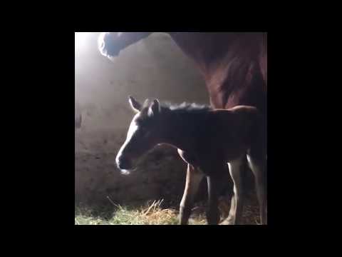 Stutfohlen von Saint Cyr x Aljano x Augustinus xx