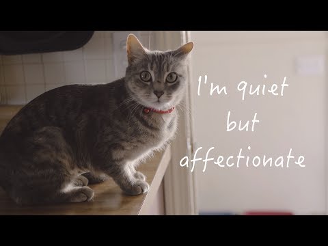 Gardenia, Cat for Adoption WAAL