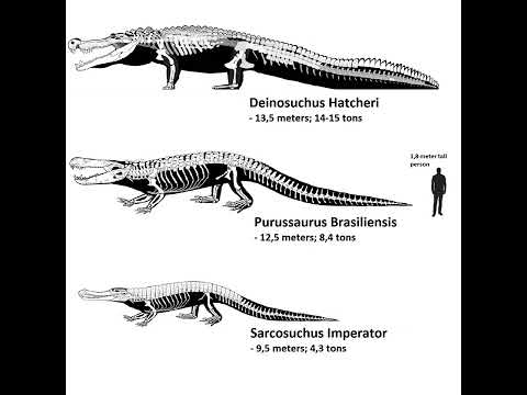 Deinosuchus, Purussaurus, and Sarcosuchus size comparison