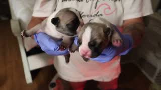 Frenchie Puppies For Sale!