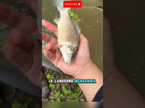 KAGET MELIHAT IKAN MASNYA MENGAMBANG DIPERMUKAAN AIR AKUARIUM😱#shorts #ikan #akuarium