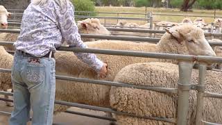 Day in the Life of a Field Technician & Farm Hand | Working in Agriculture in Wagga Wagga