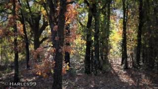 preview picture of video 'Autumn Leaves [HD] (Canon EOS 5D MK II)'