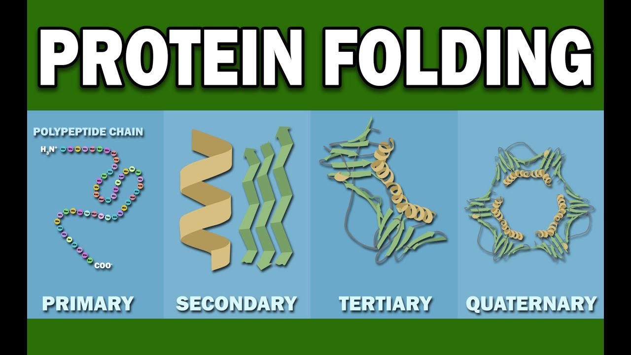 PROTEIN FOLDING