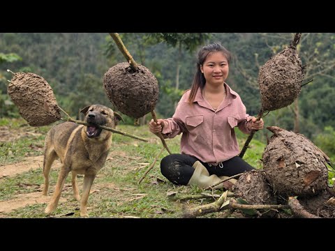Vietnamese girl goes to catch ant nests with smart dog to make a living - ha thi muon
