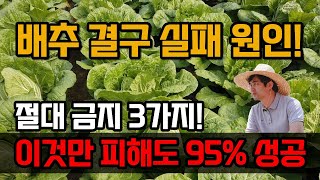배추 결구 안 되는 진짜 이유! 이 3가지만 하지 마세요 물주는 시기 꼭 확인!