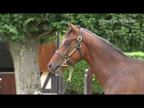 2020 Deauville Select Sale - Lot 199 c.GALILEO x PRUDENZIA