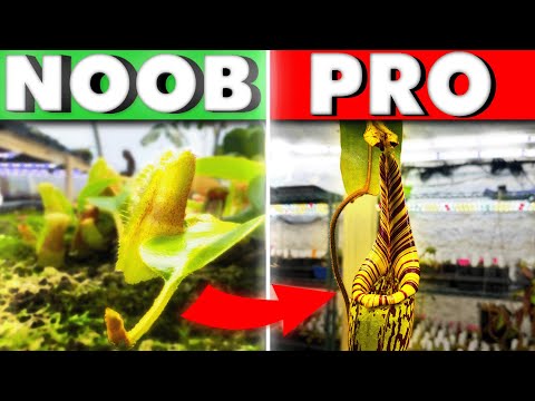 Nepenthes Guide For Beginners | Everything You Need To Know!