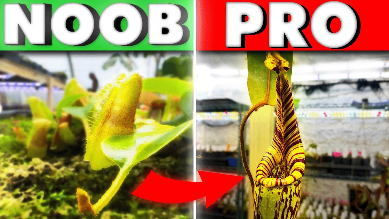 Nepenthes Guide For Beginners | Everything You Need To Know!