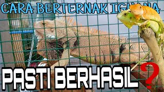 Download lagu CARA BERTERNAK IGUANA || PERSIAPAN INI YANG KALIAN PERLUKAN!! mp3