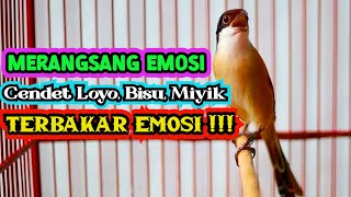 Download lagu Terbukti !!! PANCINGAN AMPUH MERANGSANG EMOSI CENDET BISU, LOYO, MIYIK LANGSUNG TERBAKAR EMOSI mp3