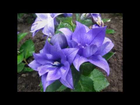 Odcinek #46 Rozwar wielkokwiatowy