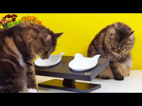 ViviPet Elevated Cat Feeder for Healthy Diet