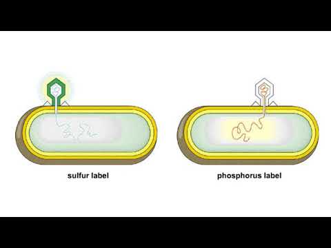 Hershey Chase Experiments
