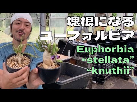 園芸 テネリフェ島バグロス