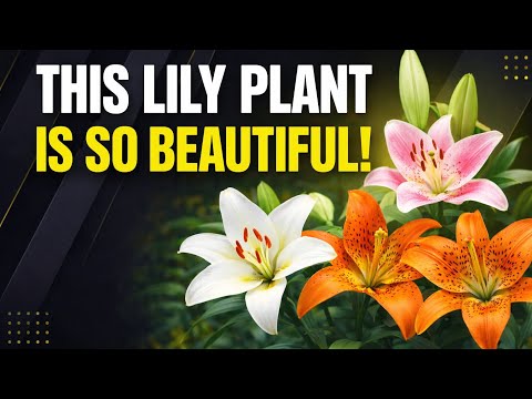 Amazing Lily Flower Bloom in My Garden 🌸 | Beautiful Nature