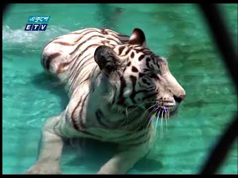 মহামারী বিশ্বব্যাপী নেতিবাচক প্রভাব ফেললেও চট্টগ্রাম চিড়িয়াখানার জন্য হয়ে উঠেছে আর্শীবাদ