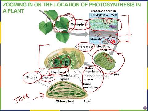 Biology2E Ch8 MChen Lecture Video Part1